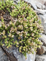 Veronica tetrasticha