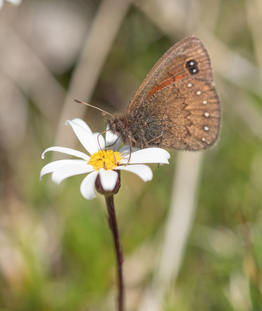 Chillanella stelligera