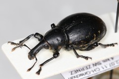 Liparus engadinensis