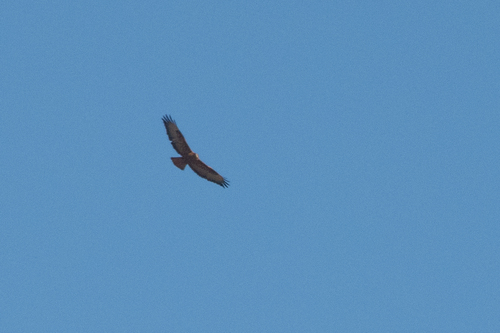 Long-legged Buzzard (Buteo rufinus), photo 7