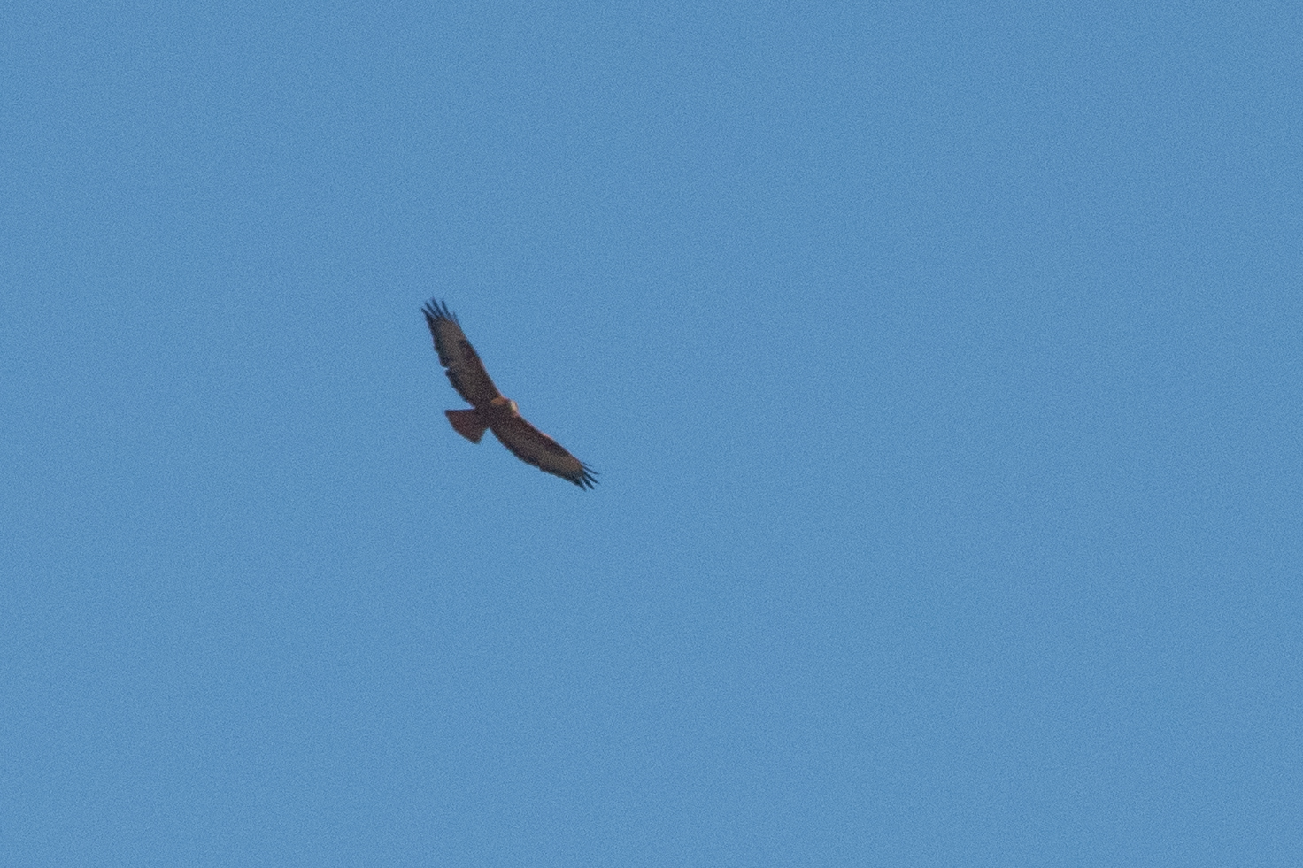 Long-legged Buzzard (Buteo rufinus), photo 8