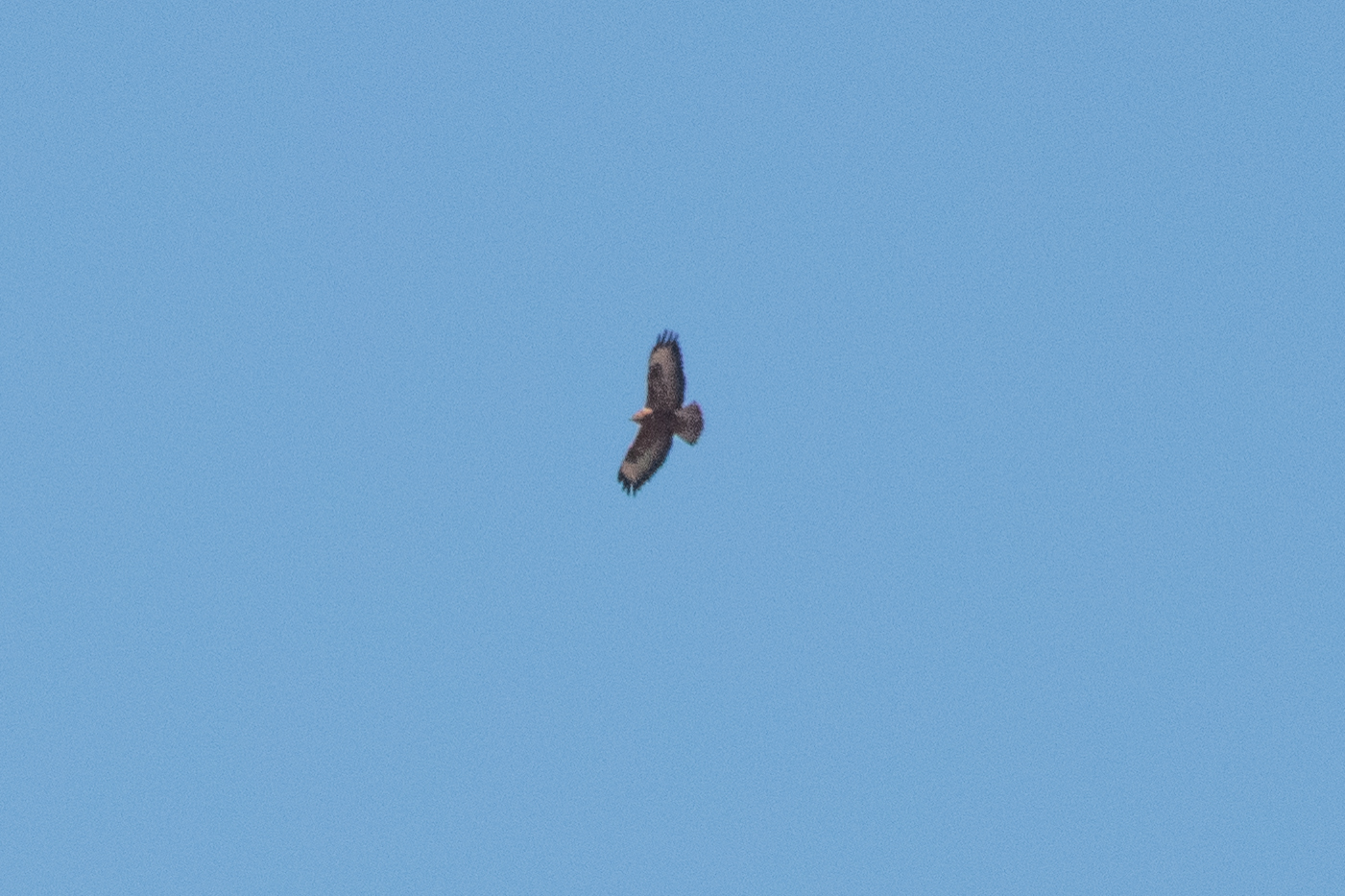 Long-legged Buzzard (Buteo rufinus), photo 9
