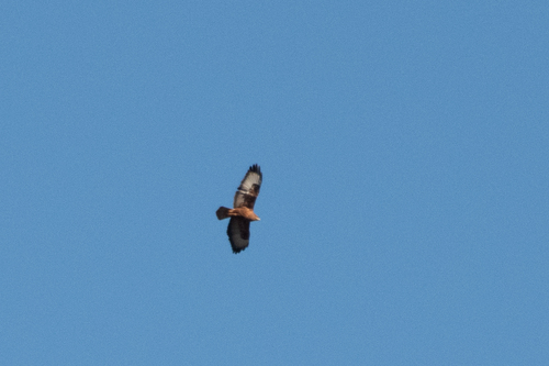 Long-legged Buzzard (Buteo rufinus), photo 6