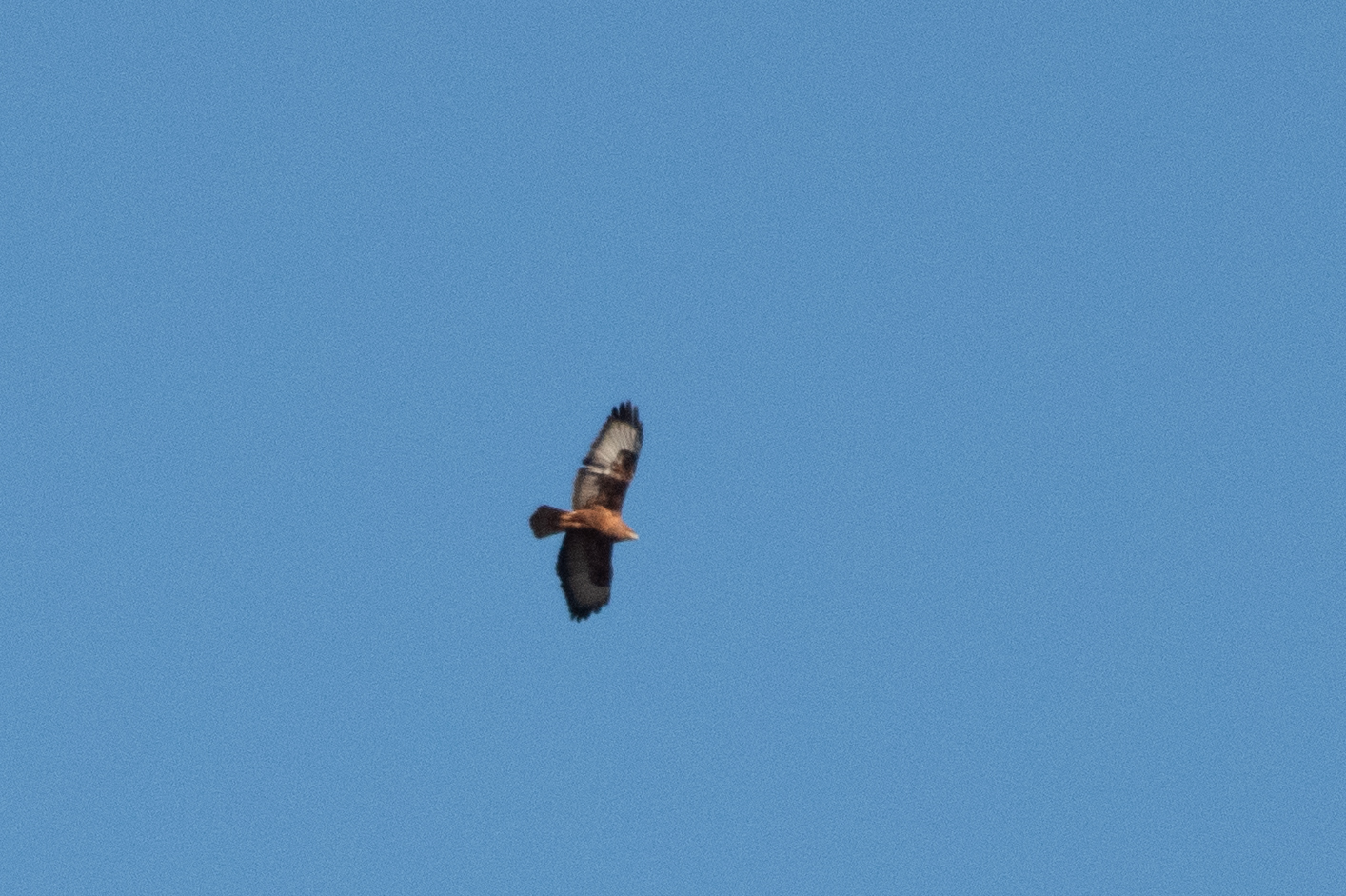 Long-legged Buzzard (Buteo rufinus), photo 7
