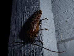 Prionoplus reticularis