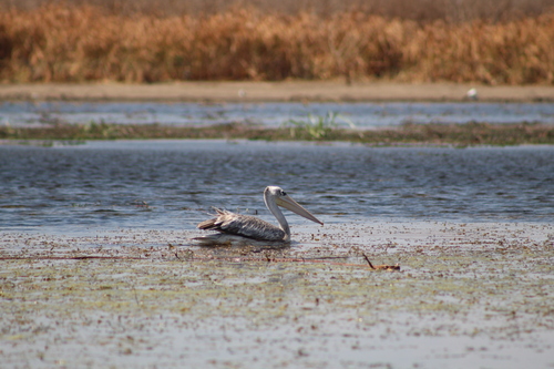 iNaturalist: (c) Katuta, some rights reserved (CC BY-NC), uploaded by Katuta iNaturalist image