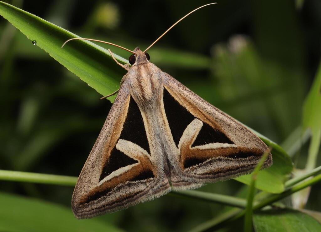 Triangular Winged Insect Triangles from Central, Singapore on January 9, 2026 at 08:14 PM by ...