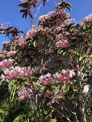 Clerodendrum quadriloculare