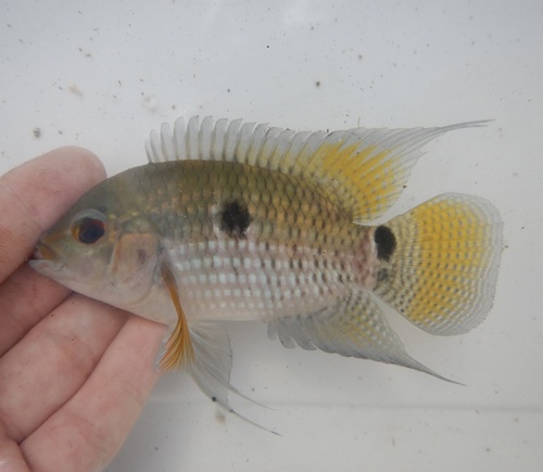 Cichlasoma bimaculatum (Linnaeus, 1758)