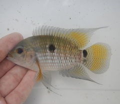 Black Acara photo 1