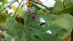 Trachyderes succinctus