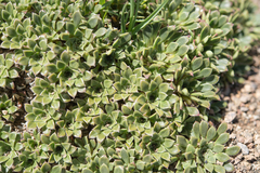 Viola dasyphylla