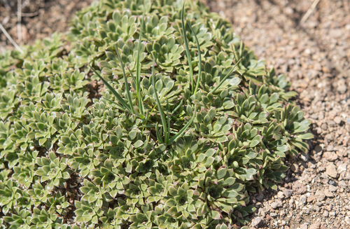 Viola dasyphylla, photograph 2