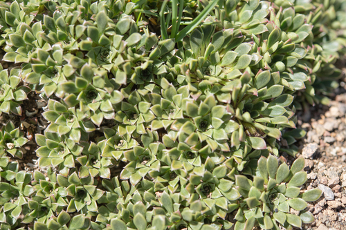Viola dasyphylla, photograph 1