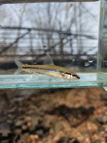 Witmond-shiner (Notropis alborus) — Cyprinidae — 4