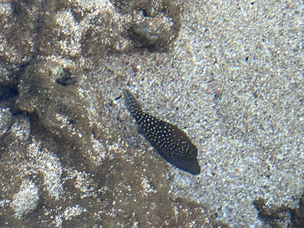 Spider-eye puffer