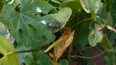 Trachyderes succinctus