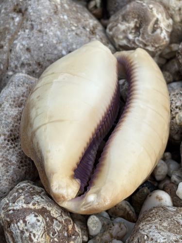 Cypraea leviathan, 2026-01-08