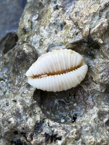 Cypraea granulata observed 2026-01-08