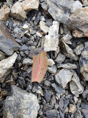 Myosotis traversii cantabrica