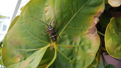 Trachyderes succinctus