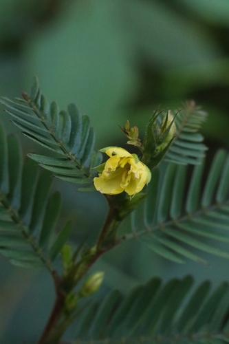 Chamaecrista leschenaultiana observed 2026-01-09