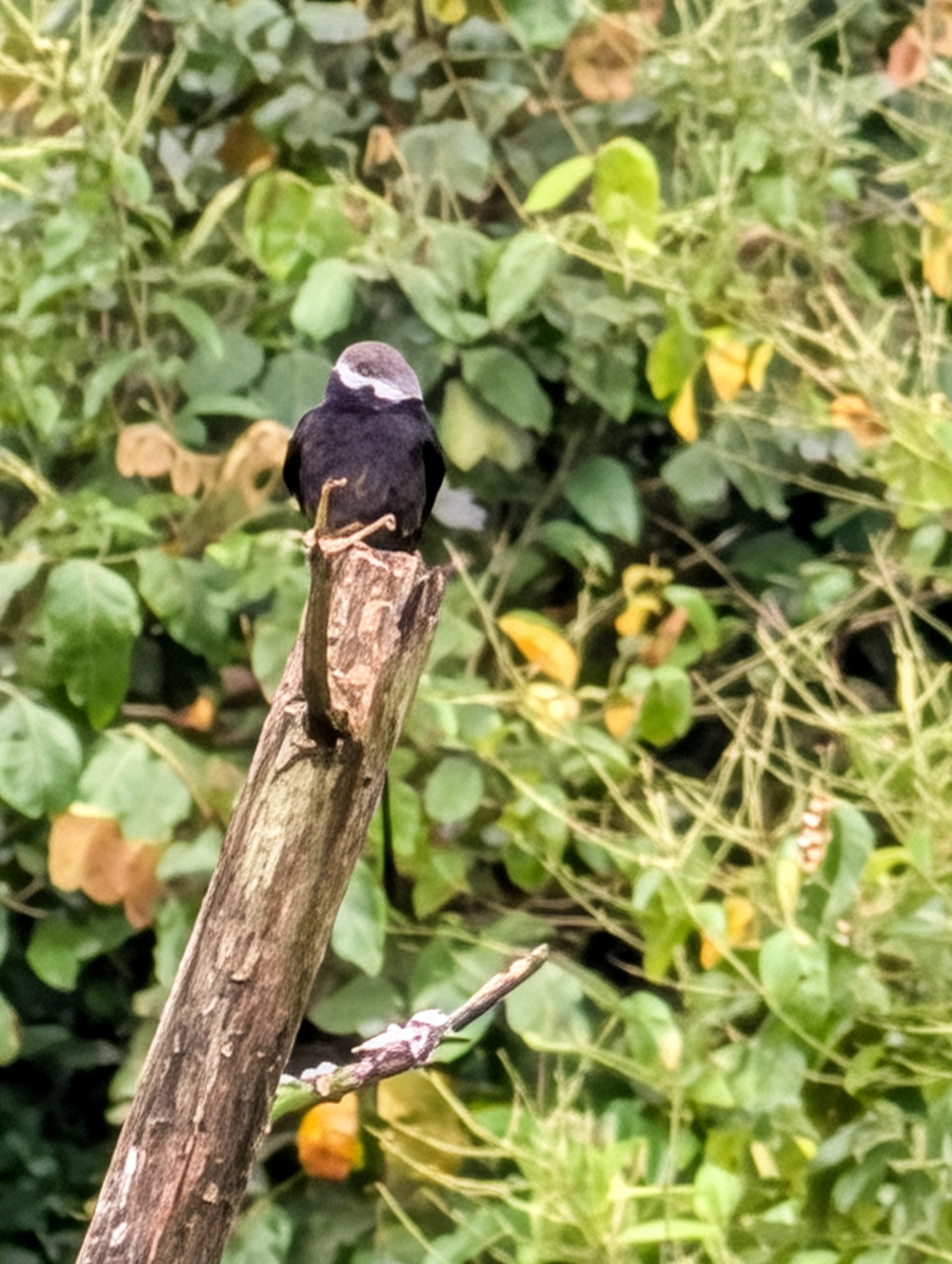 Long-tailed Tyrant (Colonia colonus), photo 1