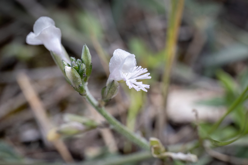 Veiny Milkwort (Polygala venulosa)