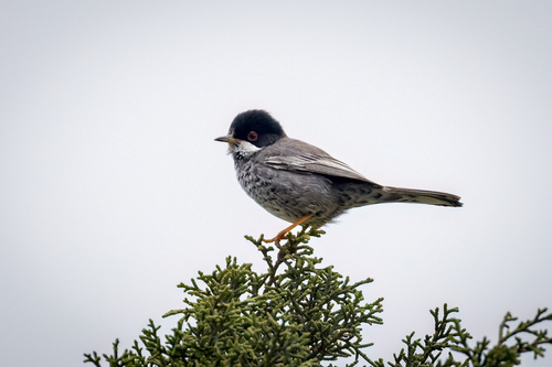 Cyprus Warbler (Curruca melanothorax), photo 8