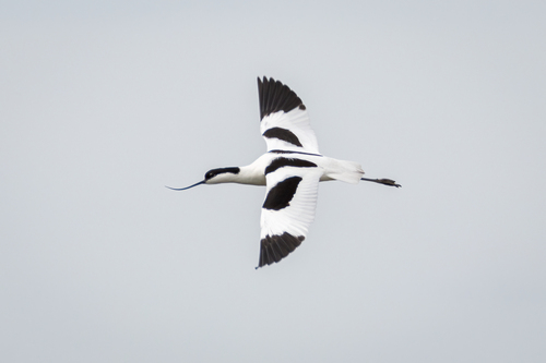 Avoceta común (Recurvirostra avosetta)