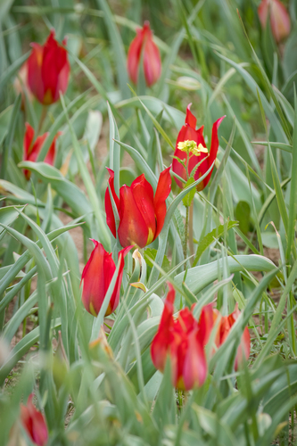 Wild Tulip (Tulipa agenensis)