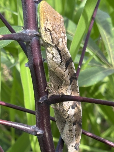 Brazilian Monkey Lizard