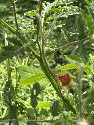 Red Buffalo-bur