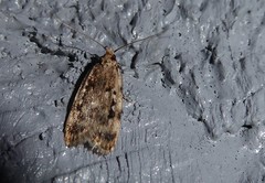 Barea exarcha