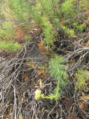 Fennel Ragwort (Senecio foeniculoides)