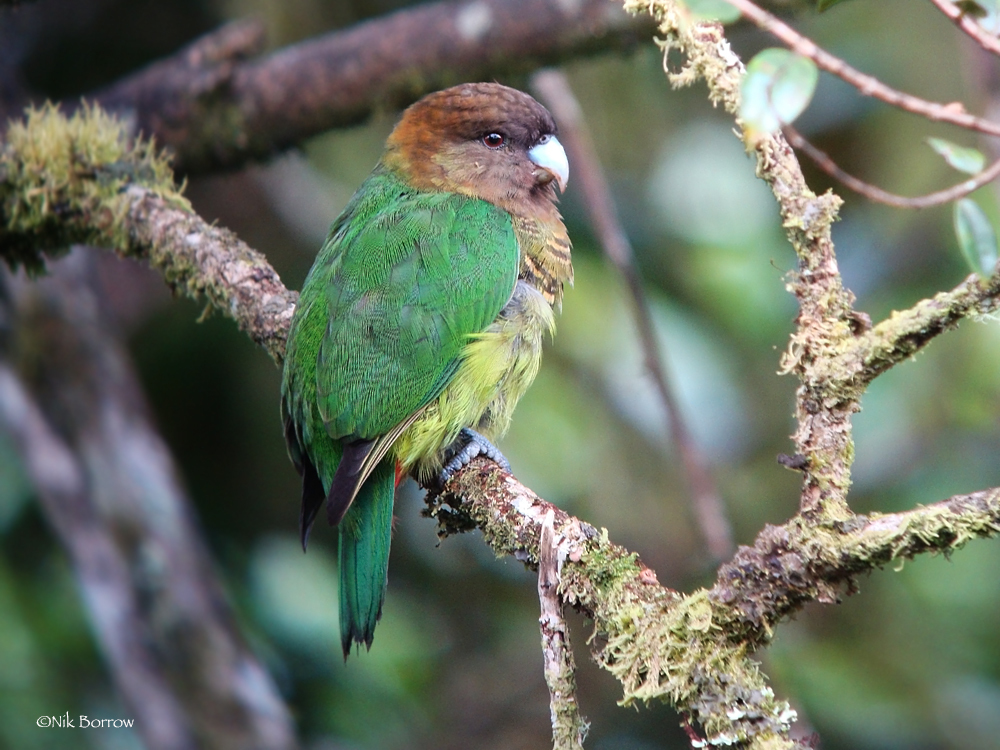 Modest Tiger-Parrot photo