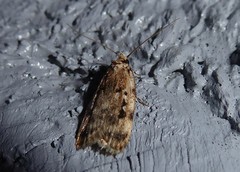 Barea exarcha