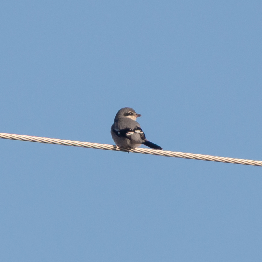 Iberian Grey Shrike (Lanius meridionalis), photo 1
