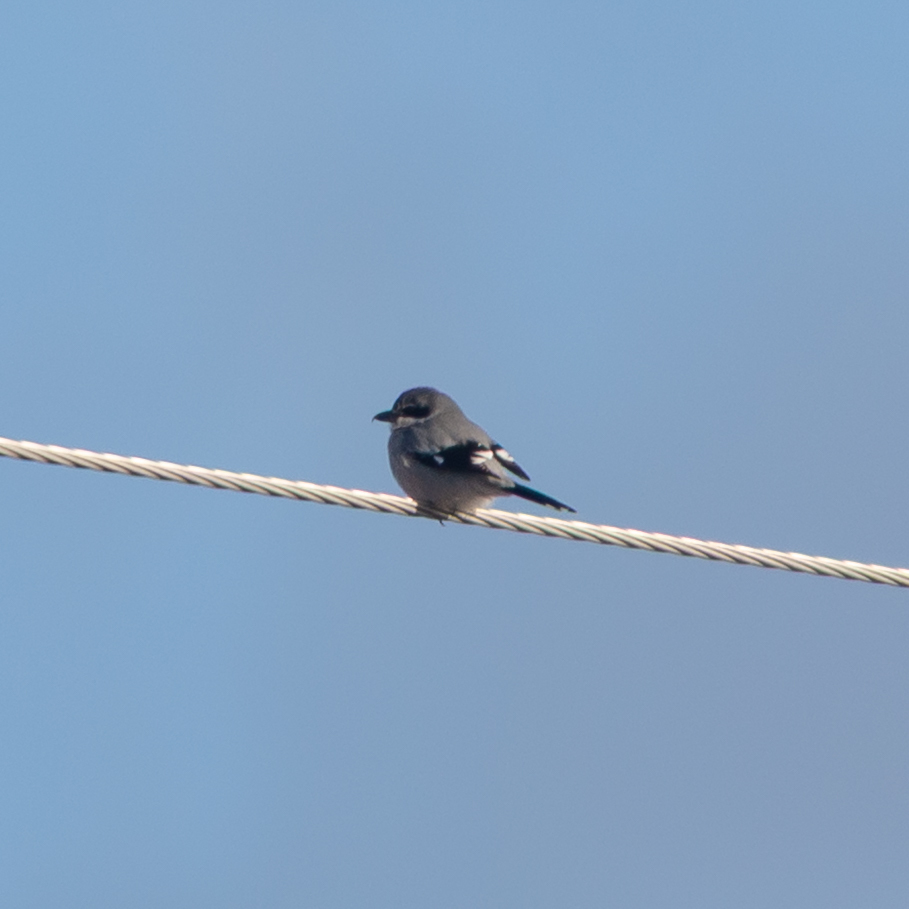 Iberian Grey Shrike (Lanius meridionalis), photo 2