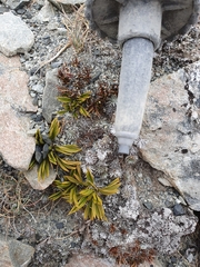 Aciphylla monroi