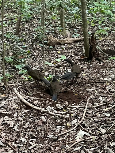 Plain Chachalaca (Ortalis vetula), photo 4