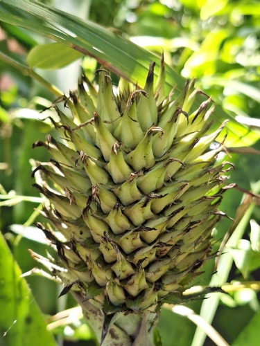 Aechmea pectinata