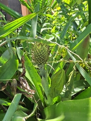 Aechmea pectinata, photograph (c) Jefferson Ferreira, some rights reserved (CC BY)