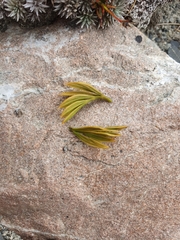 Aciphylla monroi