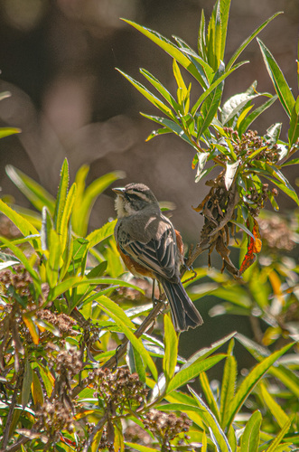 Rufous-sided Warbling Finch (Poospizopsis hypocondria), photo 1