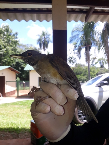 White-necked Thrush (Turdus albicollis), photo 2