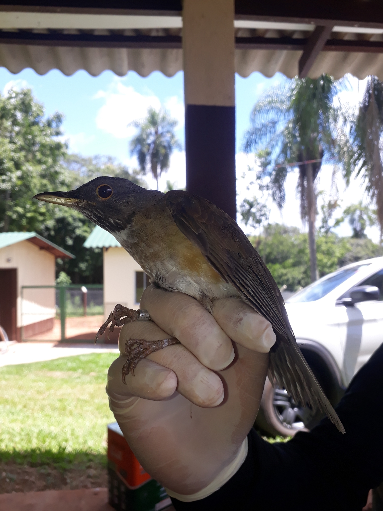 White-necked Thrush (Turdus albicollis), photo 2