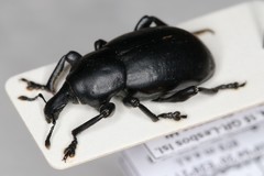 Liparus tenebrioides