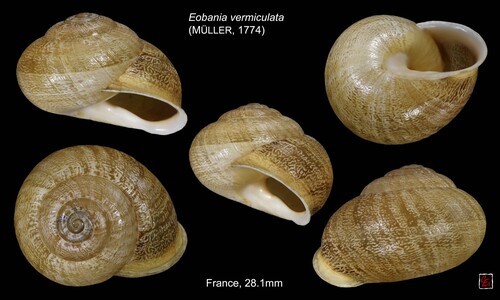 Chocolate-band Snail