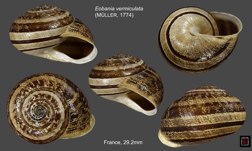 Chocolate-band Snail